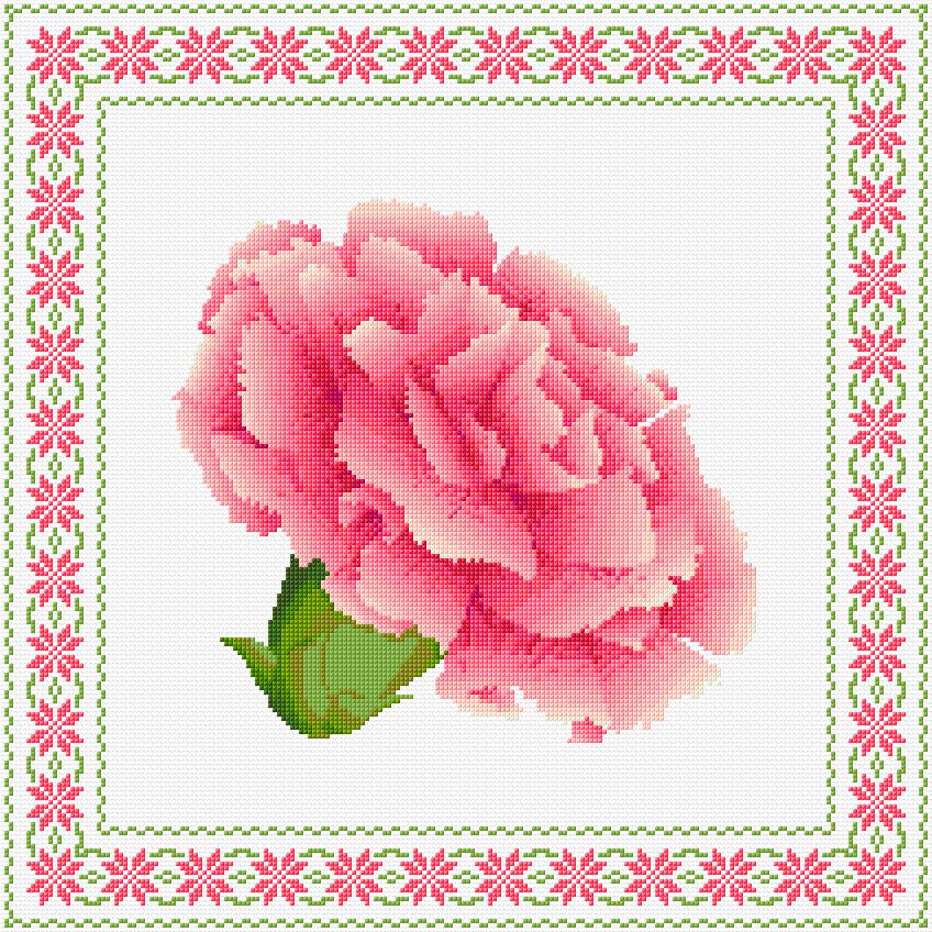 Carnation