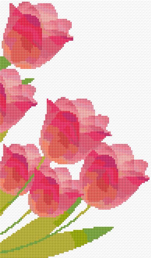 Tulips