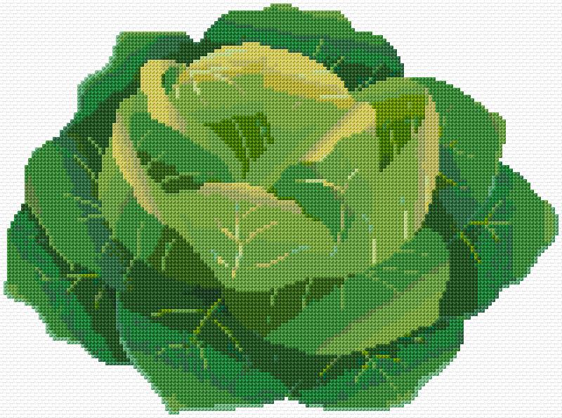 Cabbage