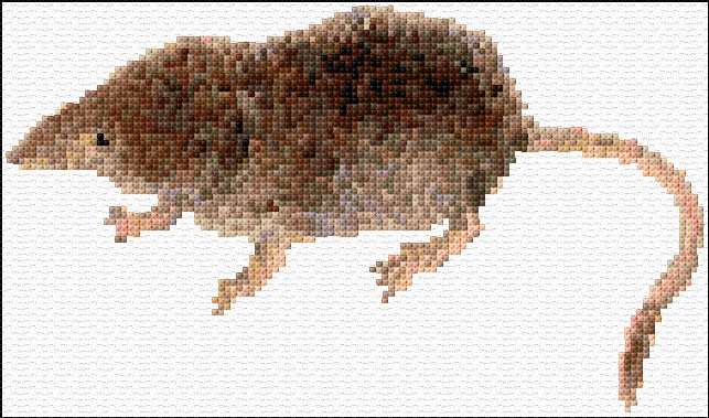 Shrew