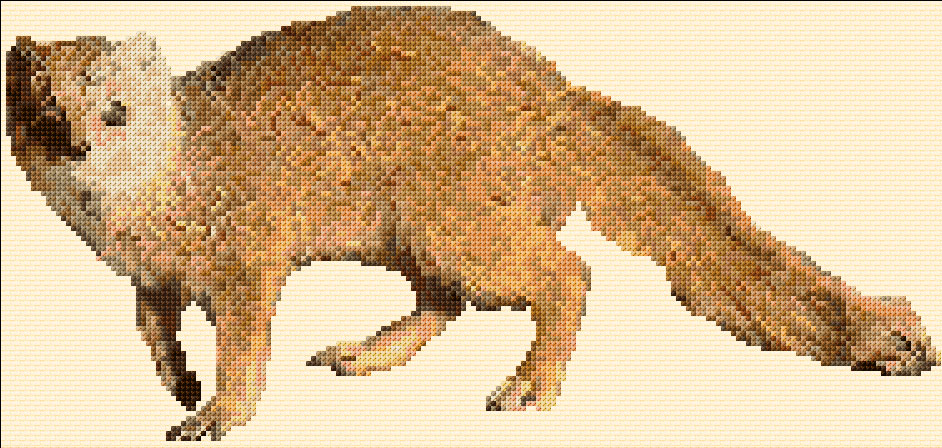 Yellow Mongoose