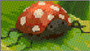 Ladybug