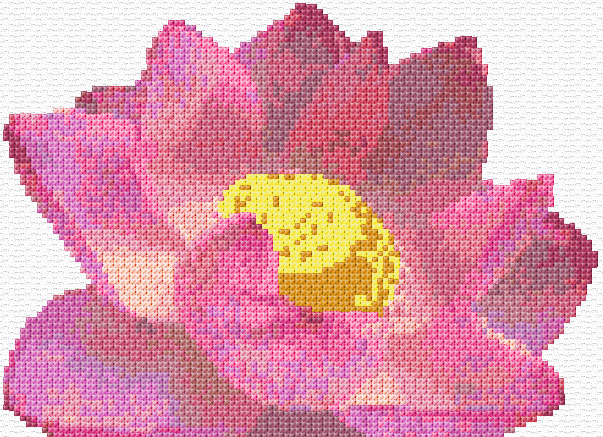 Pink Lotus