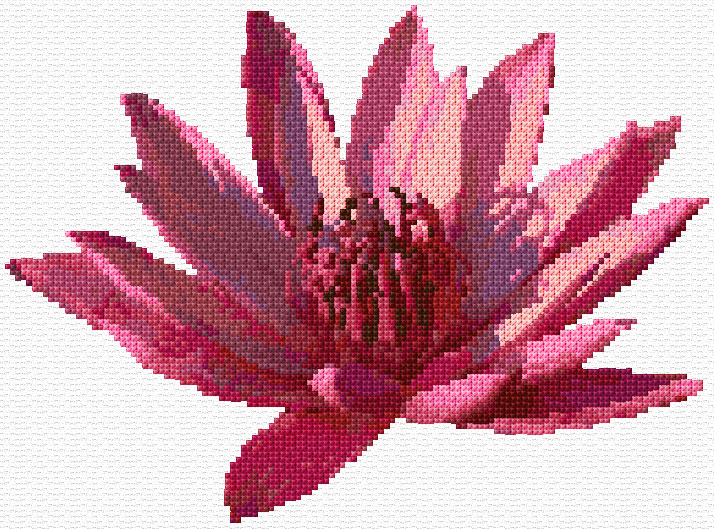 Purple Lotus