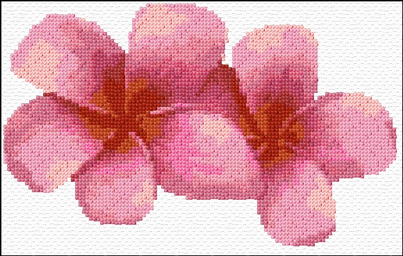 Hawaii Flowers