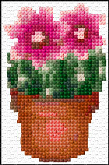 Blooming Cactus