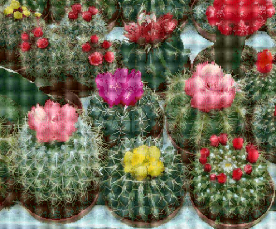 Cactuses