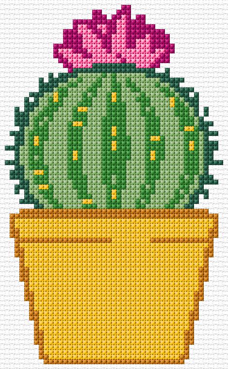 Blooming Cactus