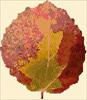 Autumn Poplar Leaf