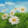Camomiles