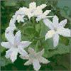 Jasmine