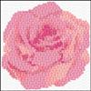Pink Rose