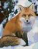 Red Fox