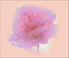 Romantic Peony