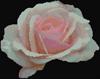 Rose 2