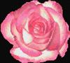 Rose 6