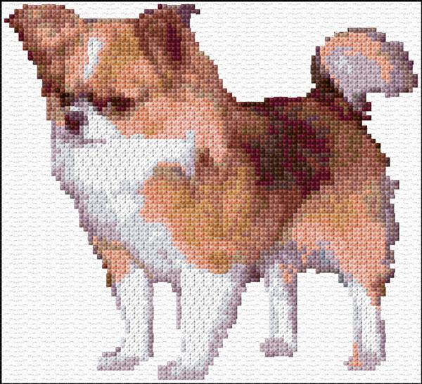 Sable Chihuahua