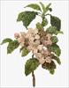 Spring Blossom