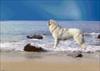 The Dog and the Sea
