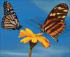 Two Butterflies