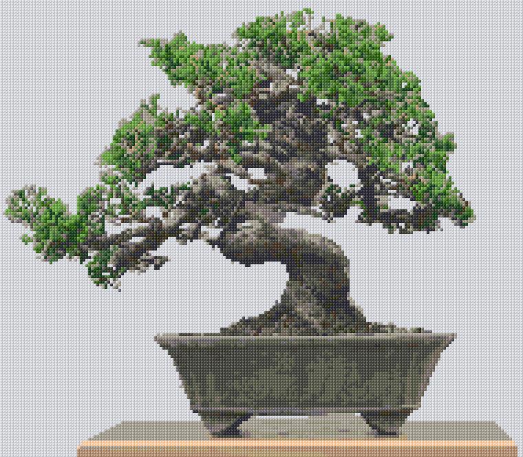 Bonsai