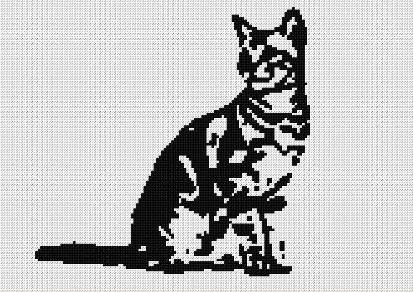 White and Black Cat