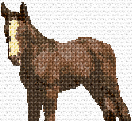 Brown Foal