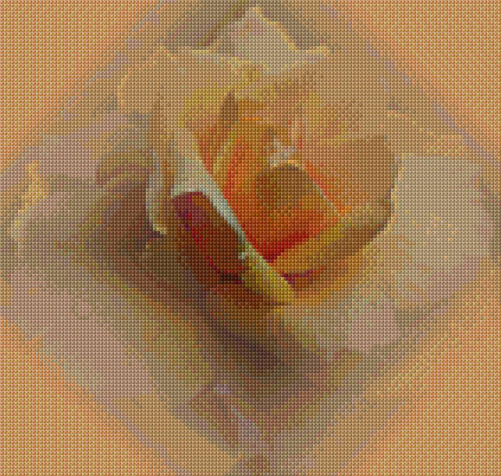 Peach Rose