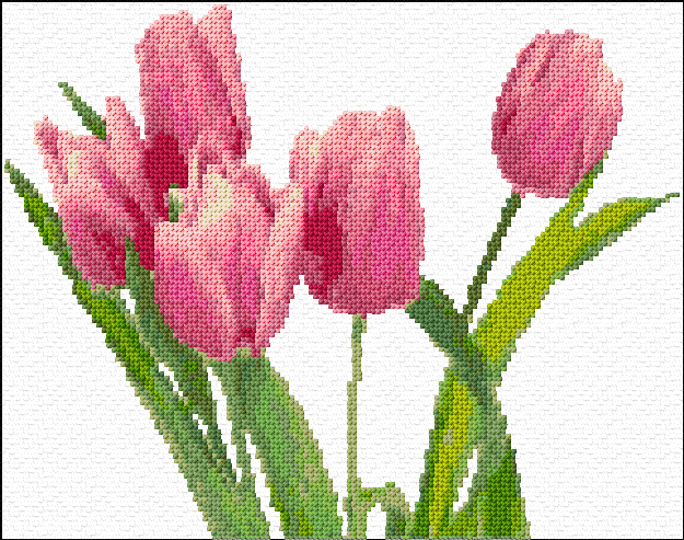 Tulips