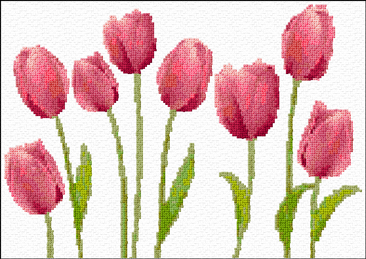 Tulips