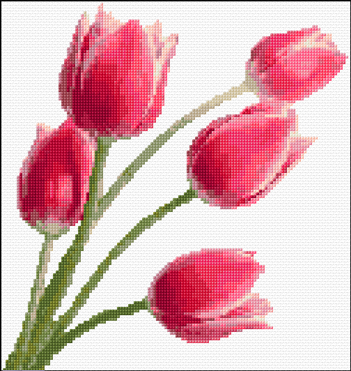 Tulips