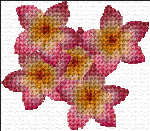 Frangipani
