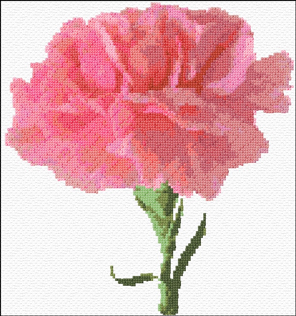 Carnation