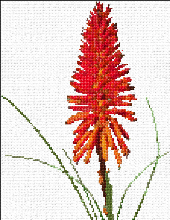 Aloe Vera Flower