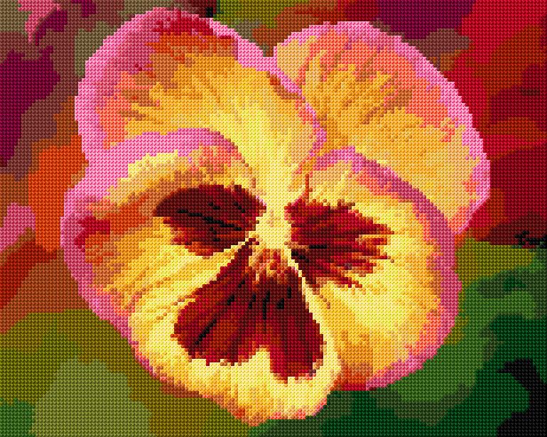 Pansy