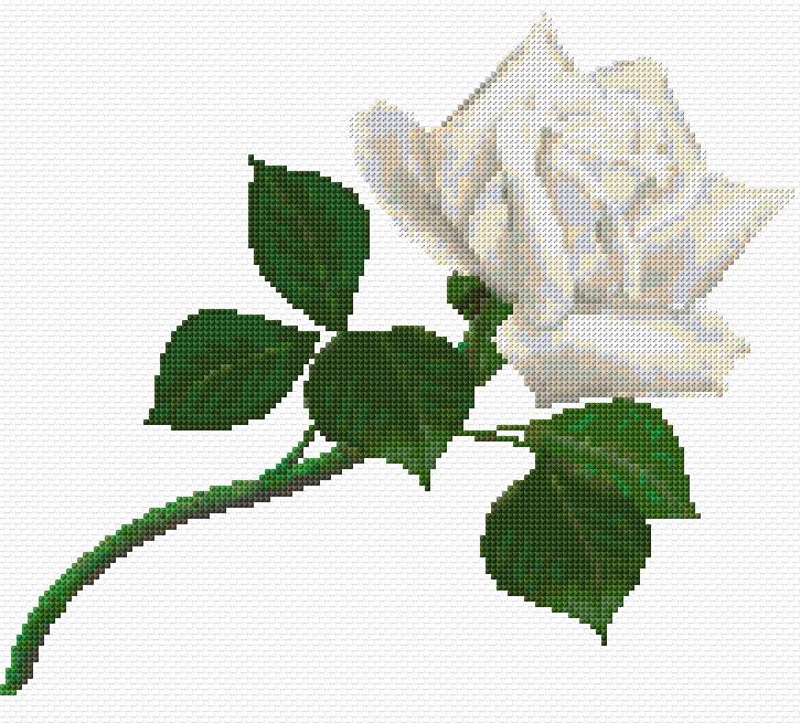 White Rose