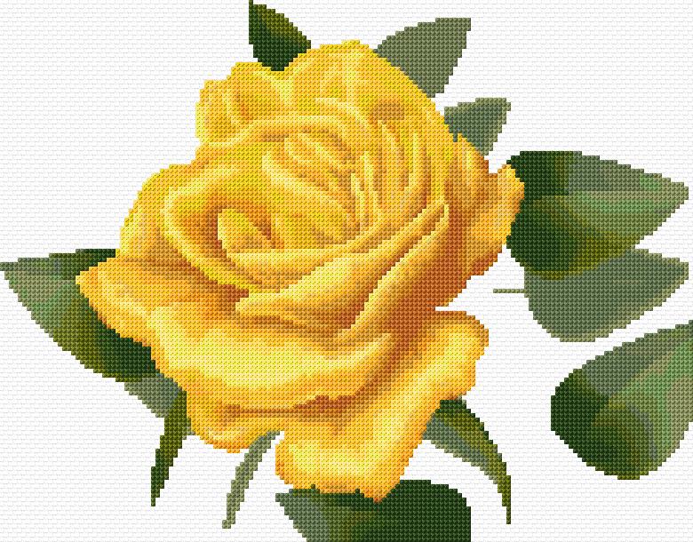 Yellow Rose