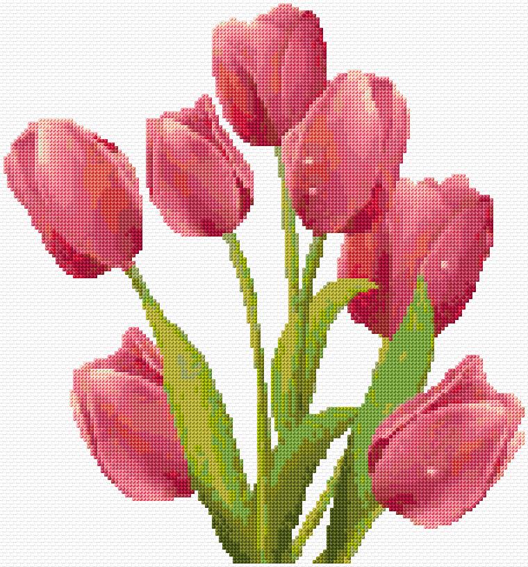 Tulips