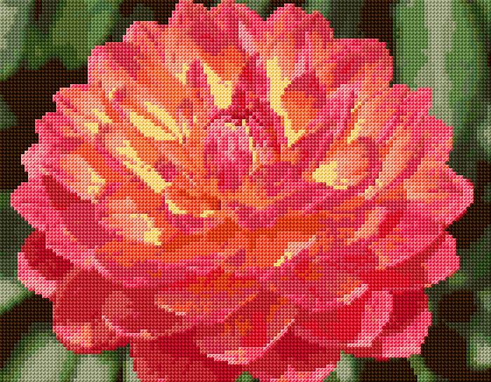 Dahlia