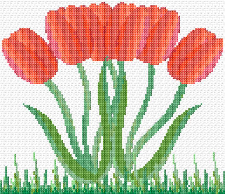 Tulips