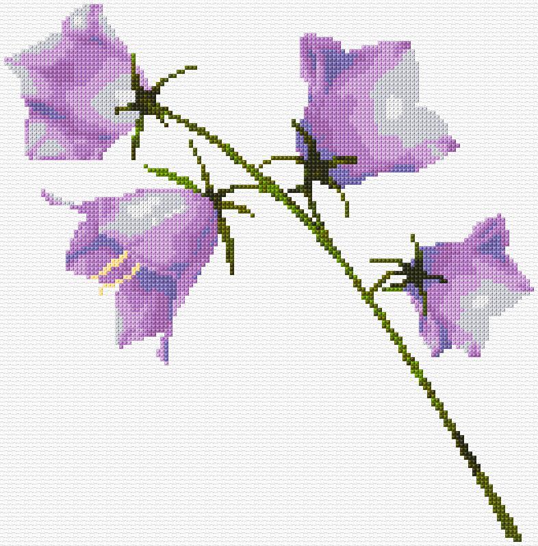 Bellflowers