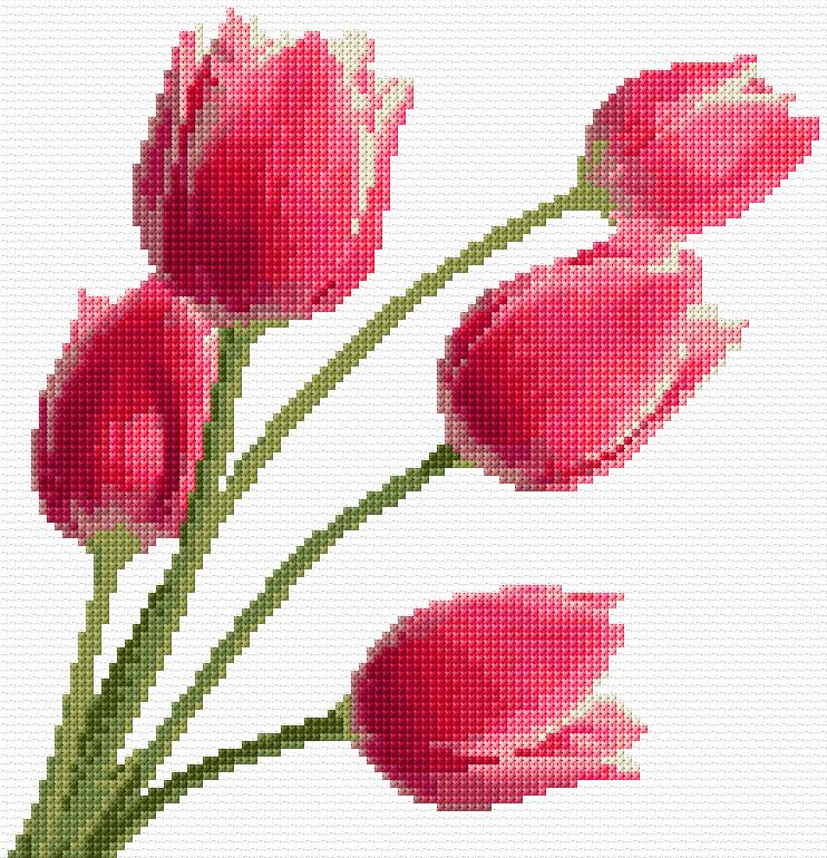 Tulips