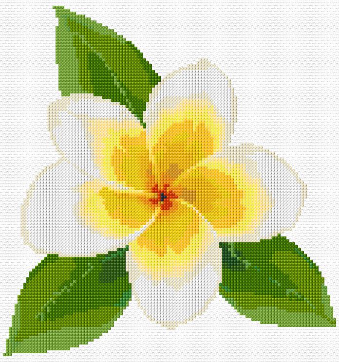 Plumeria
