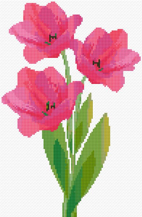 Tulips