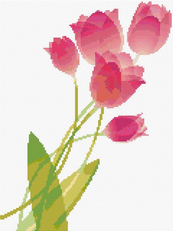 Tulips