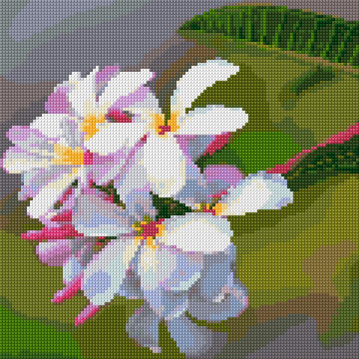 Plumeria