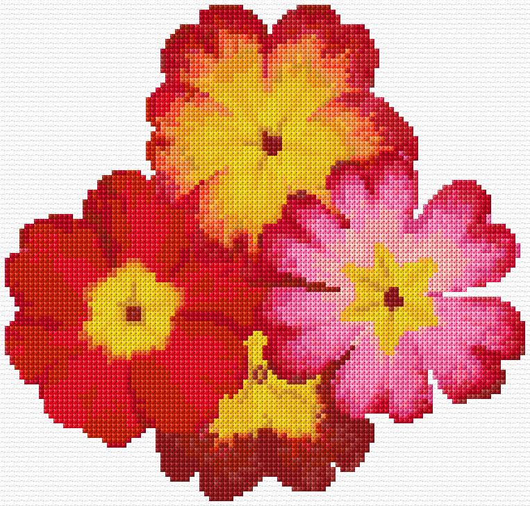 Primroses