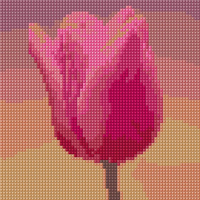 Tulip