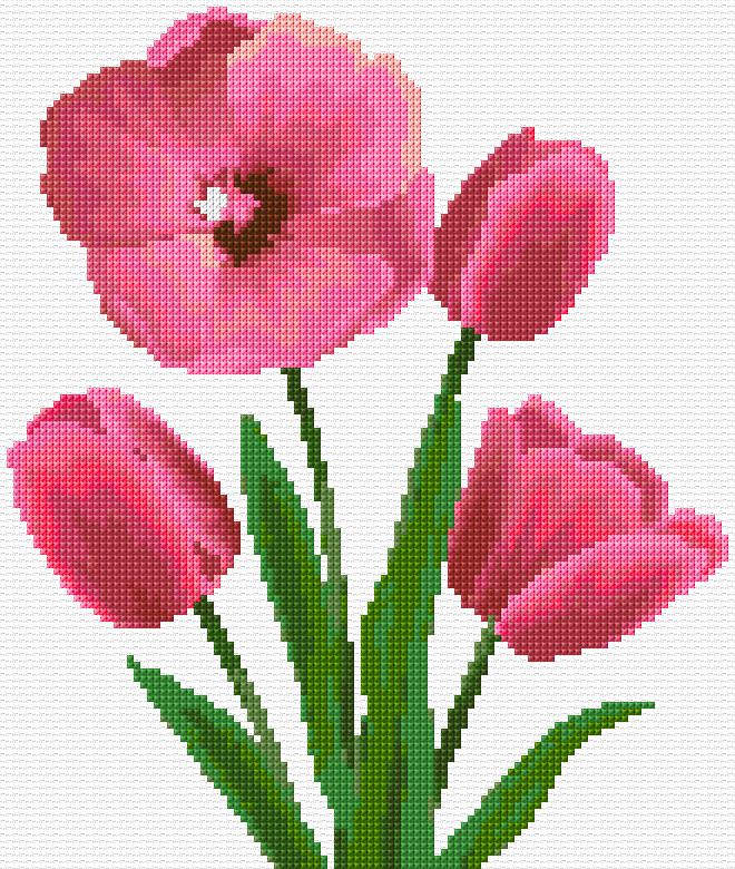 Tulips