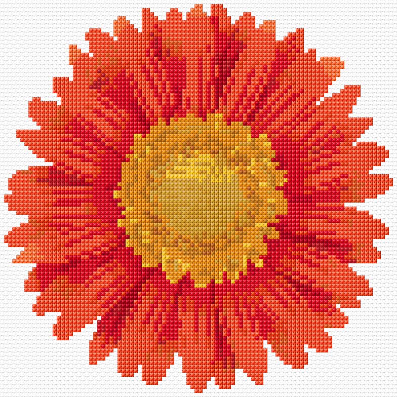 Gerbera